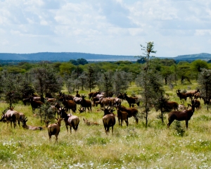 Eland