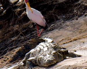 Yellow-Billed Stork and Nile Crocodile