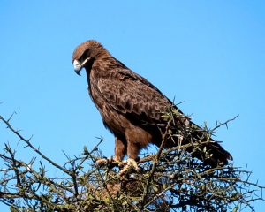 Africa-2018-Serengeti35