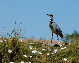 Black-Headed Heron