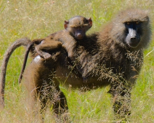 Baboons