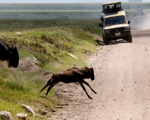 Africa-2018-Serengeti4