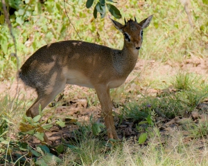 Kirk's Dik Dik
