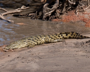 Africa-2018-Serengeti41