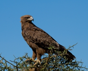 Steppe Eagle