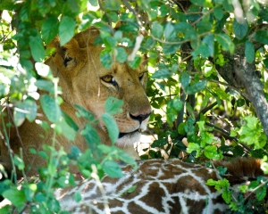 Lioness