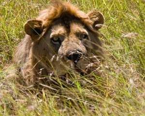 Male Lion
