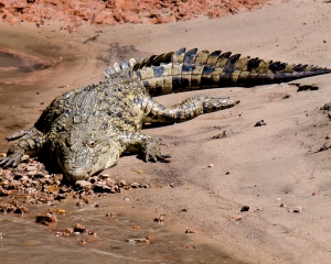 Nile Chocodile