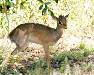 Africa-2018-Serengeti46