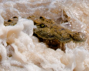 Nile Crocodile