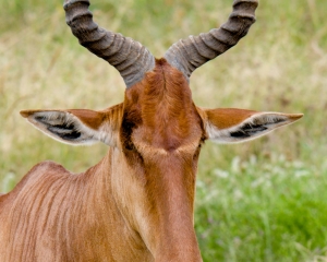 Coke’s Hartebeest