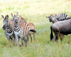 Plains Zebras