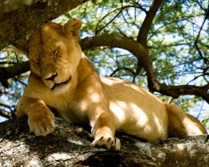 Lioness