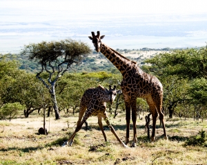 Masai Giraffes