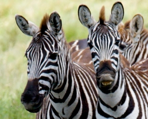 Plains Zebras