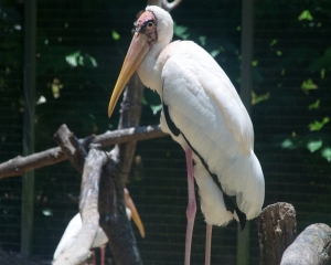 Bird-369