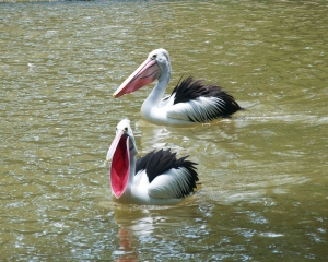 Bird-376