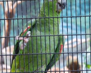 Bird-382