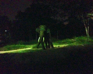 Night-433