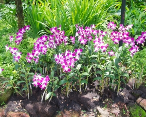 Orchid-241