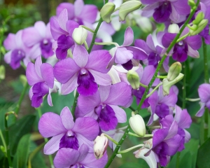 Orchid-246