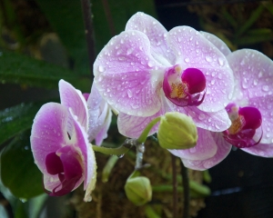 Orchid-256