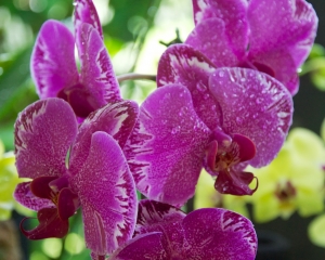 Orchid-257