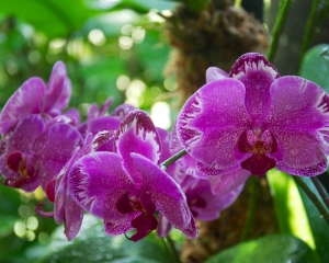 Orchid-258