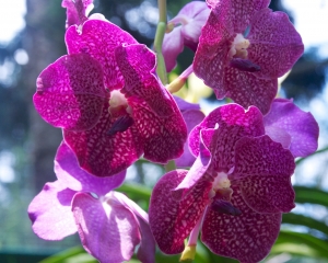 Orchid-265
