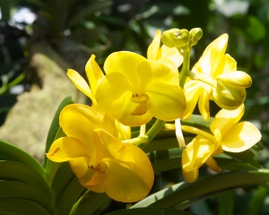 Orchid-267