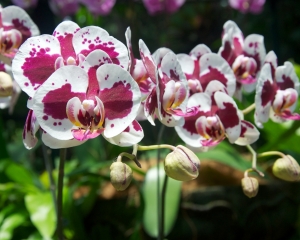 Orchid-269