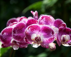 Orchid-270
