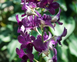 Orchid-271