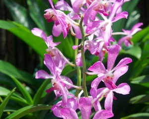 Orchid-272