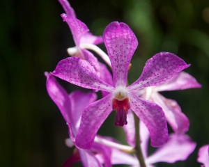Orchid-273