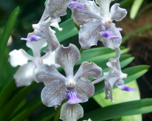 Orchid-274