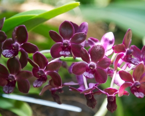 Orchid-277