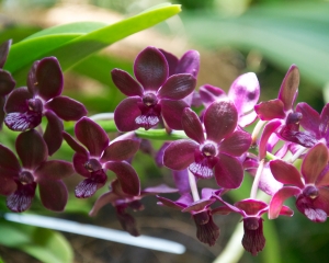 Orchid-277