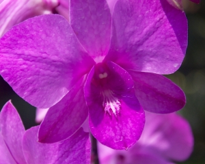 Orchid-279