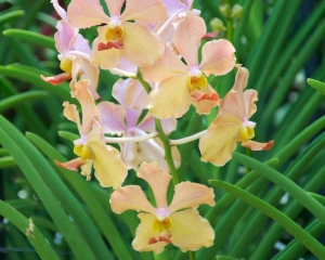 Orchid-280