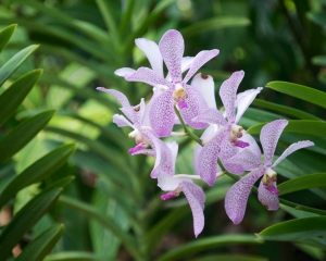 Orchid-290