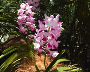 Orchid-305
