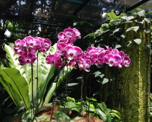 Orchid-308