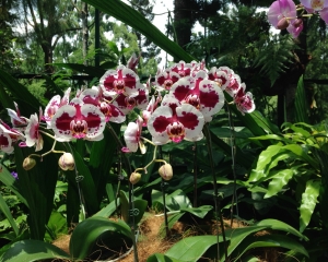 Orchid-309