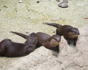 Zoo-389