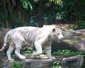 Zoo-391