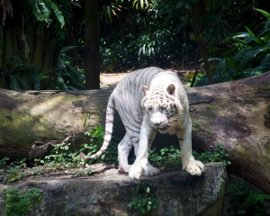 Zoo-392