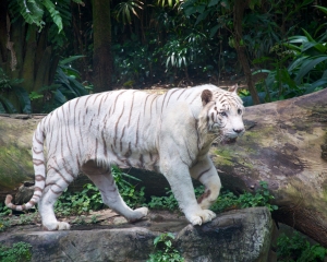 Zoo-394