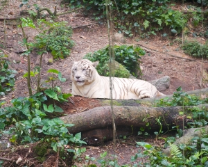 Zoo-395