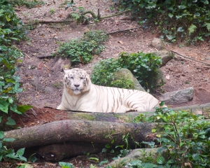 Zoo-396